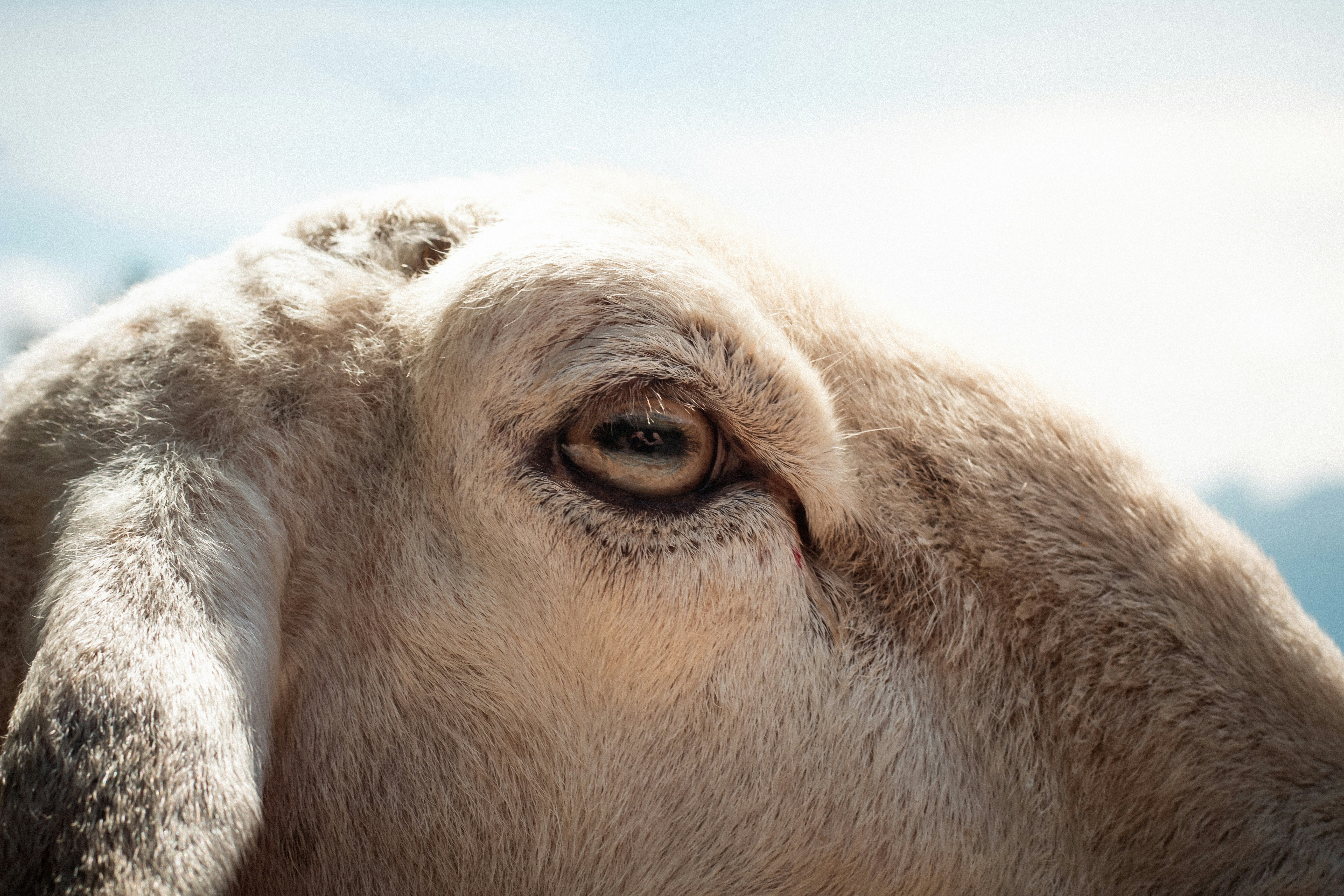 brown and white animal eye